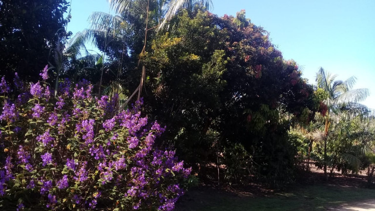 Imagem Terreno à Venda,  em Zona Rural - Humaitá