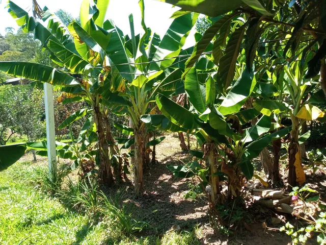 Imagem Chácara com 3 Quartos à Venda, 125 m²em Conceição - São Sebastião do Caí