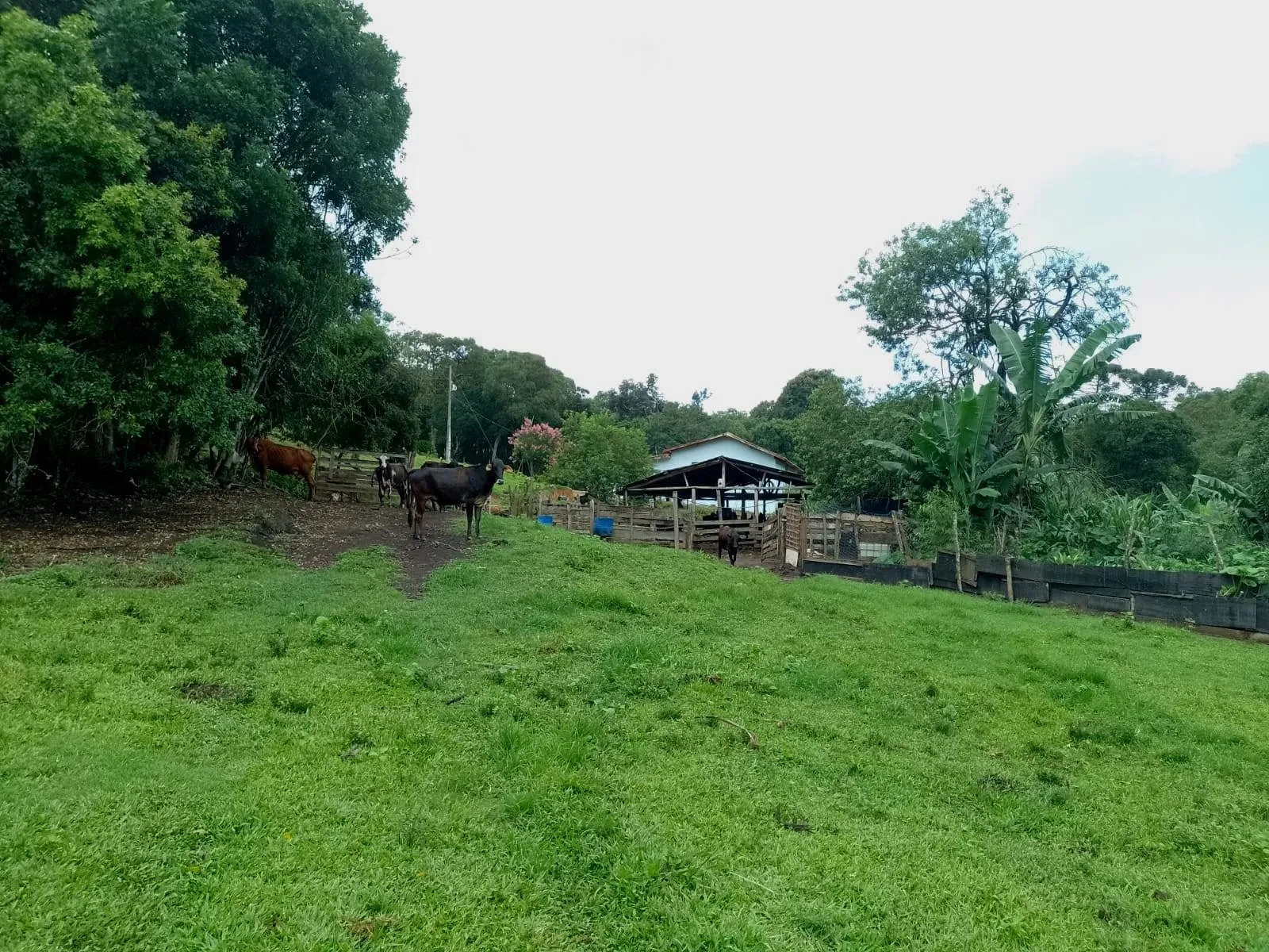Imagem Fazenda à Venda, 5 Alq. MG em Caldas - Caldas