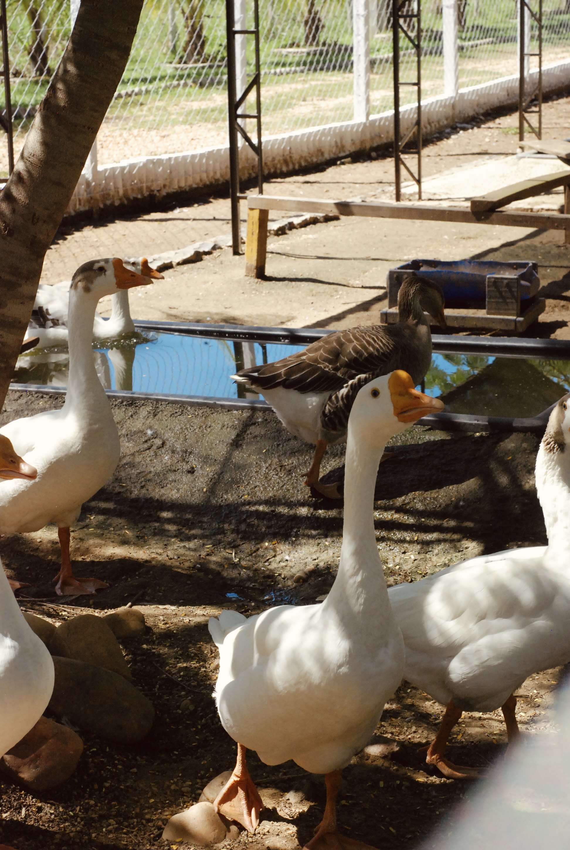 Foto do imóvel: Chácara com 7 Quartos à Venda, 5.000 m² em Setor Central - Mairipotaba