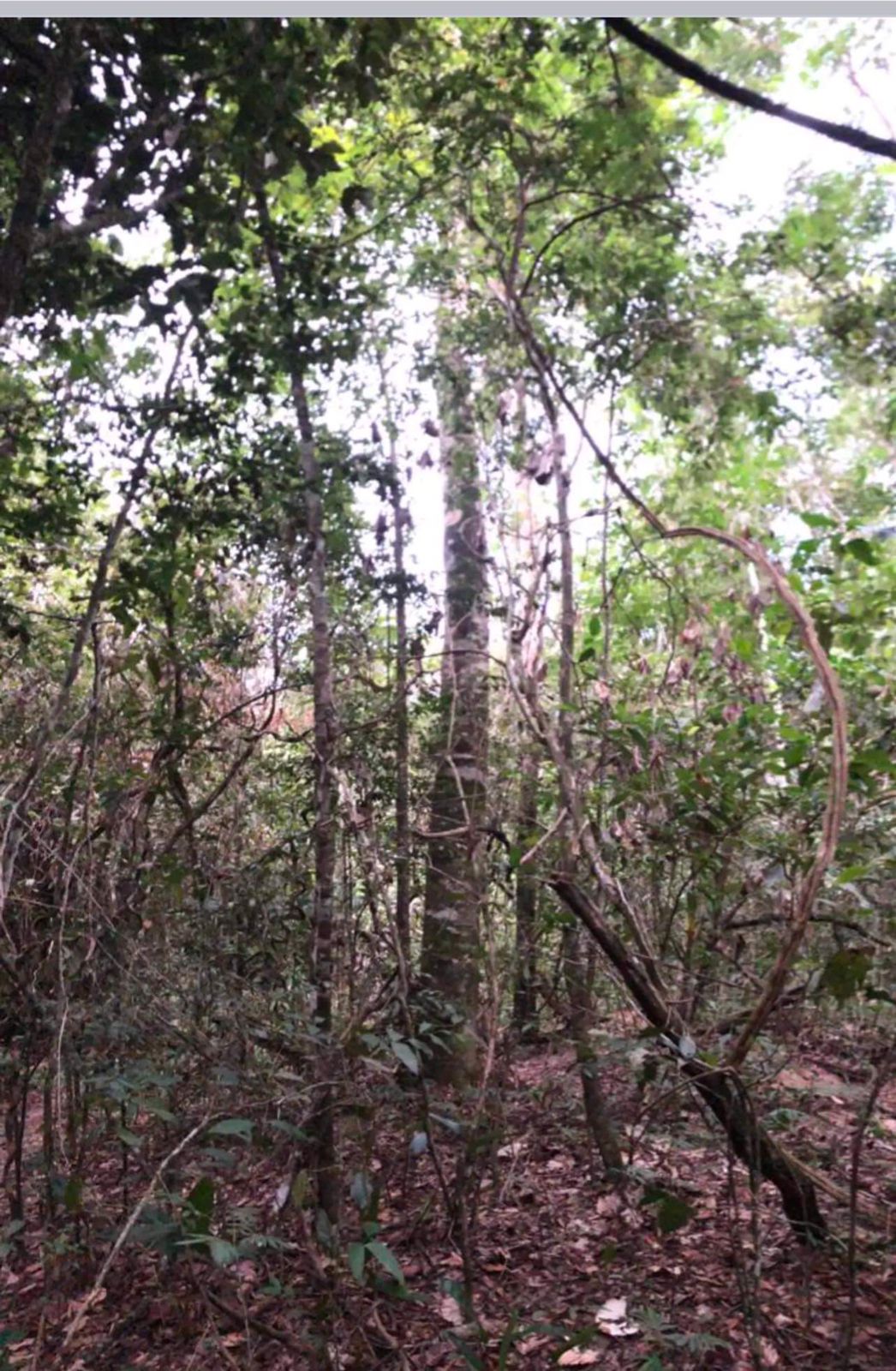 Imagem Fazenda à Venda, 630 HAem ZONA RURAL - Goiás
