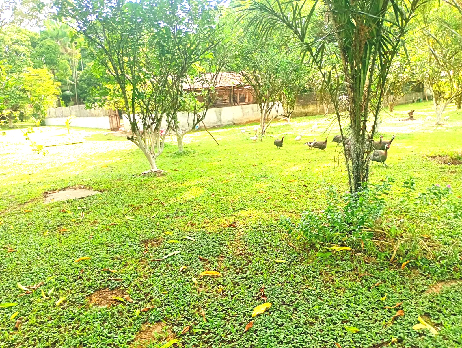 Imagem Chácara com 3 Quartos à Venda, 15 m²em Pau Darco - Santa Bárbara do Pará