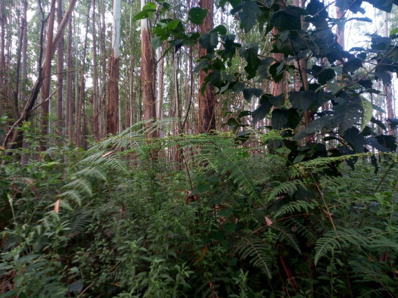 Imagem Terreno à Venda, 137.000 m² em São Domingos - Bias Fortes