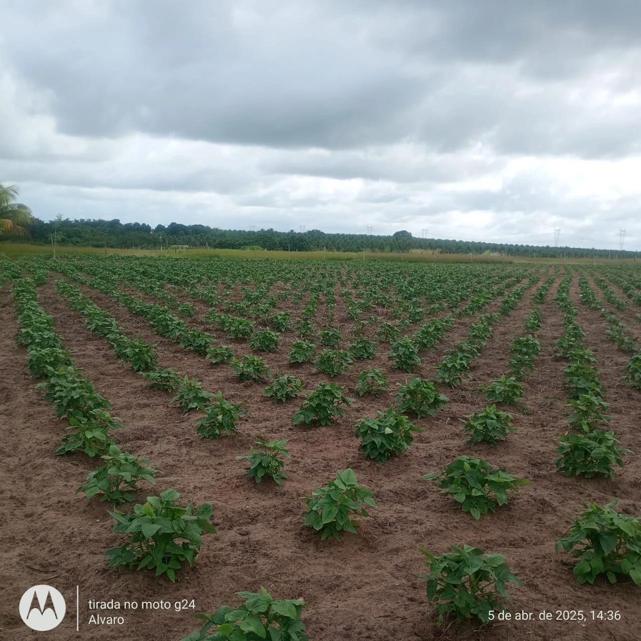 Imagem Fazenda à Venda, 14 HA em Vera Cruz - Vera Cruz