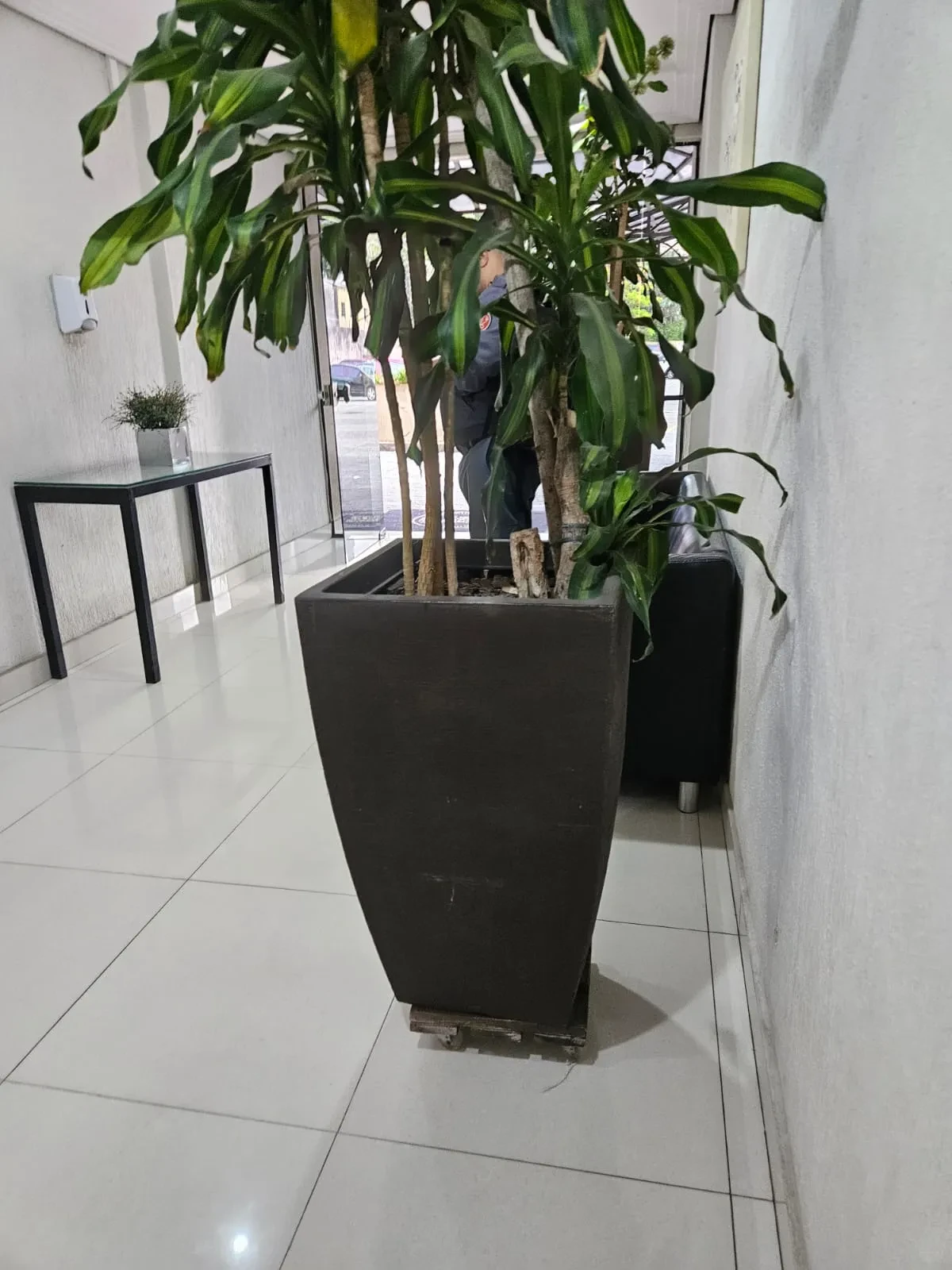 Imagem Apartamento com 3 Quartos para Alugar, 61 m² em Vila Santa Catarina - São Paulo