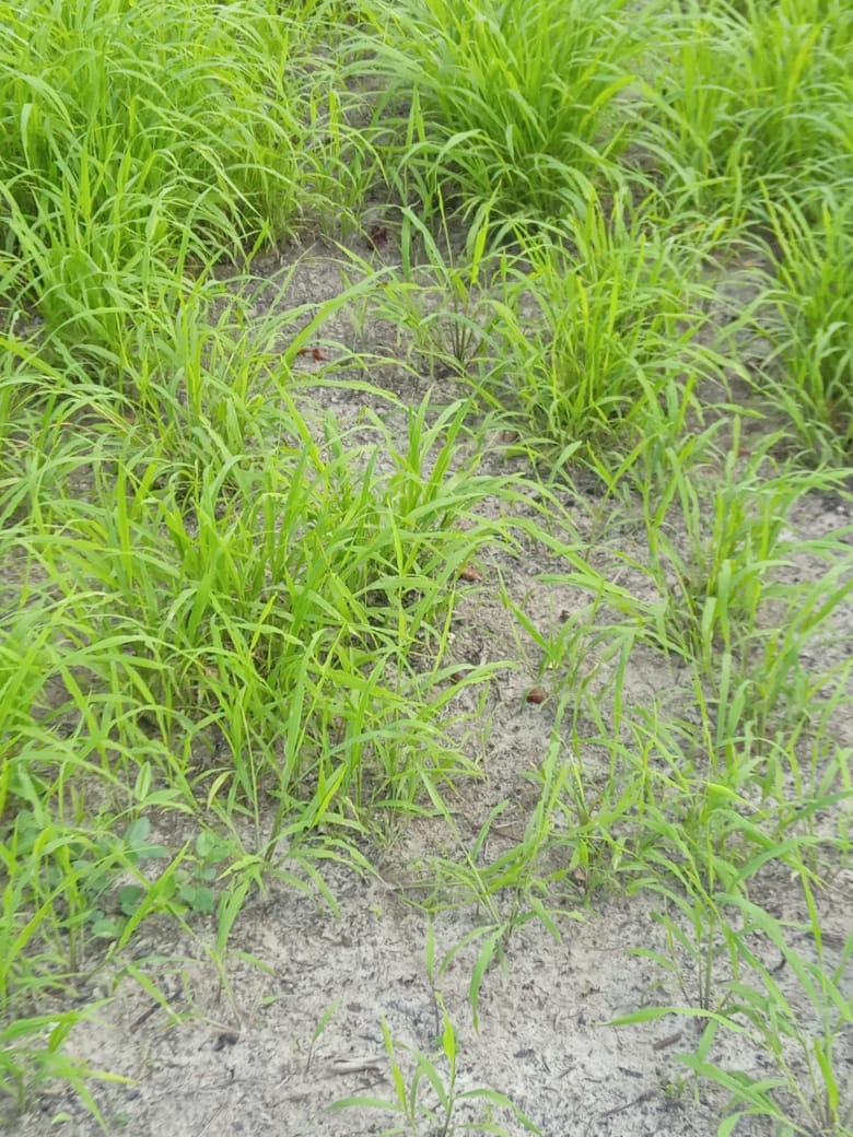 Imagem Fazenda à Venda, 350 HAem Zona Rural - Bragança