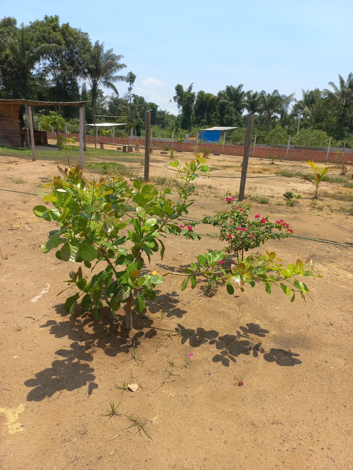 Imagem Terreno à Venda, 1 m²em Zona Rural - Iranduba