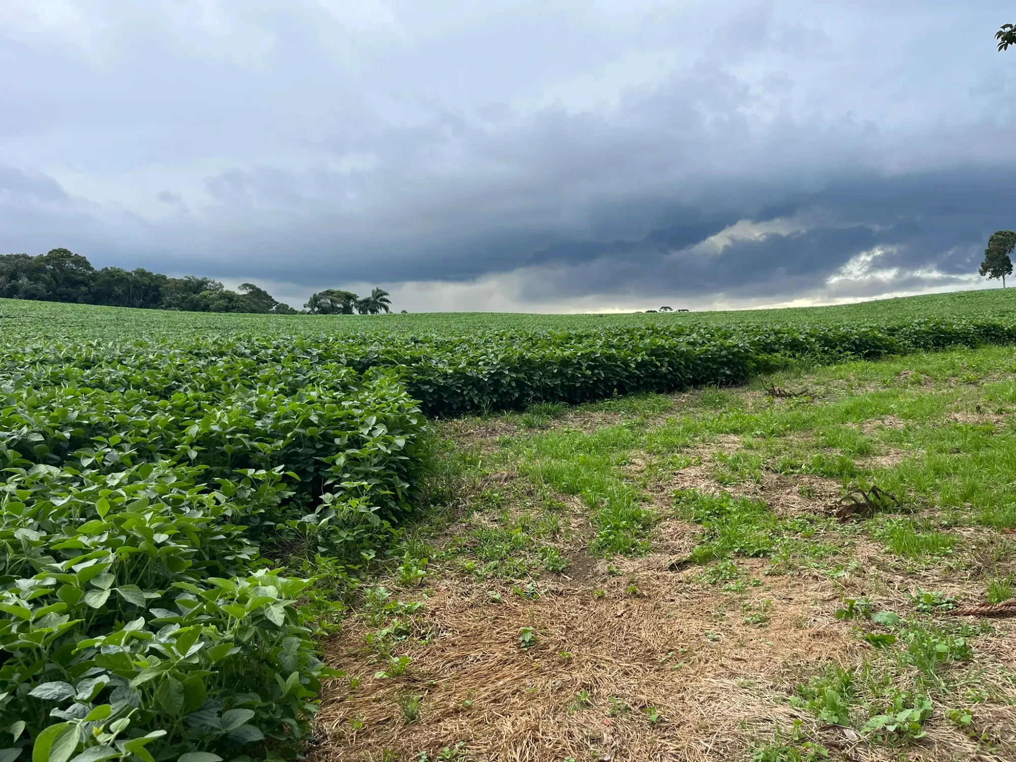 Foto do imóvel: Chácara à Venda, 20000 m² em São Marcos - São José dos Pinhais