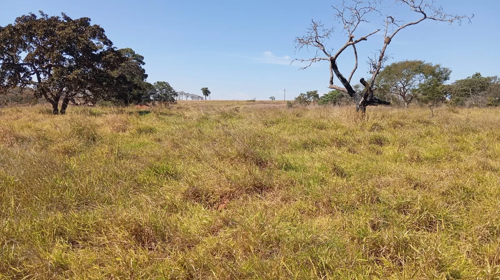 Imagem Fazenda à Venda, 24 Alq. GO em Área Rural de Jataí - Jataí