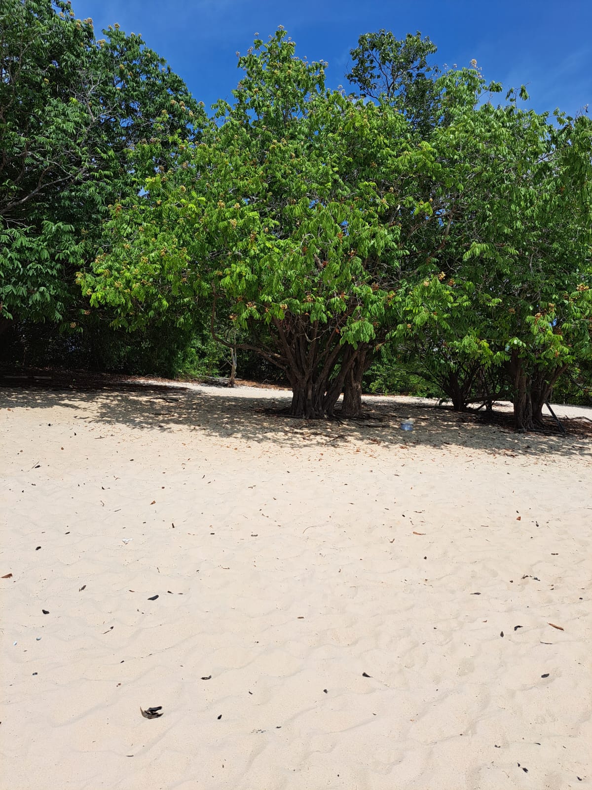 Imagem Terreno à Venda, 1 m²em Alter do Chão - Santarém