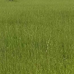 Imagem Fazenda à Venda, 8 HAem ZONA RURAL - Cocalinho