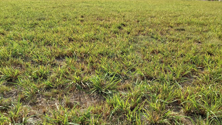 Terreno à Venda,  em Residencial Figueiras do Parque - Campo Grande