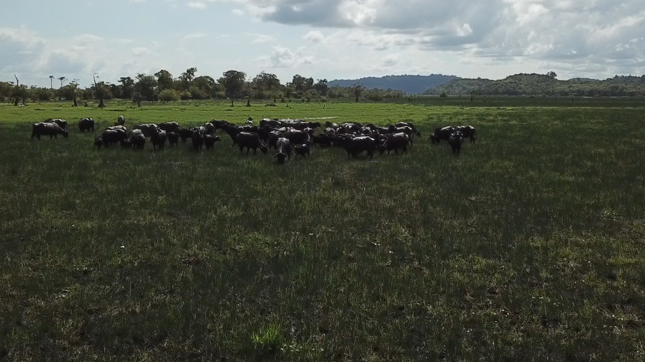 Imagem Fazenda à Venda, 22 HAem rural - Almeirim