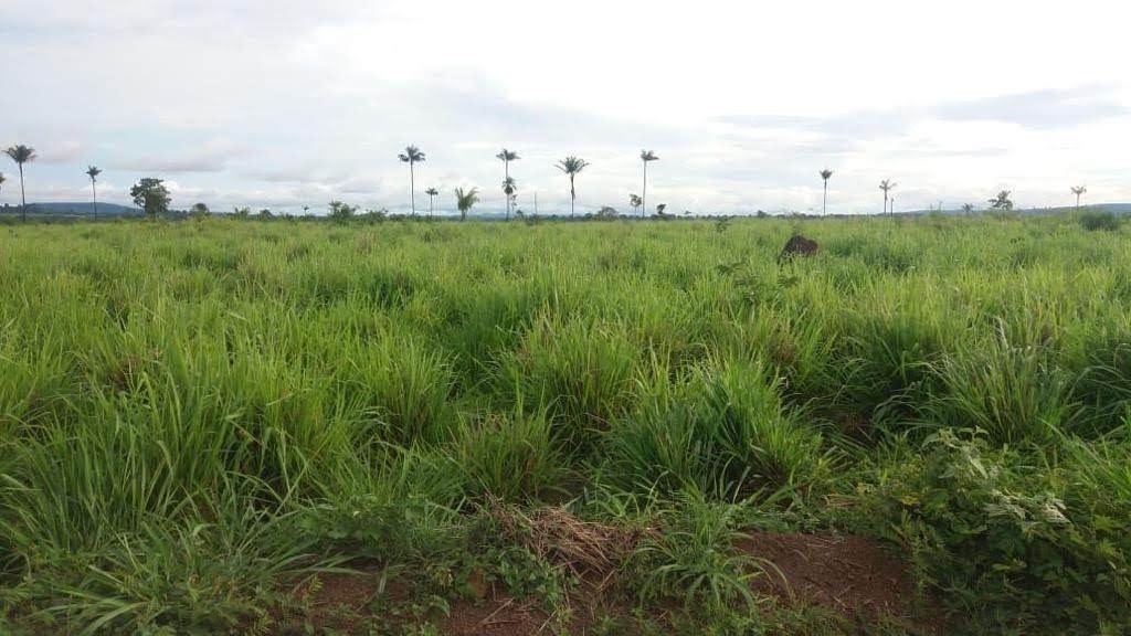 Foto do imóvel: Fazenda à Venda, 9.399 m² em Centro  - São Félix do Xingu