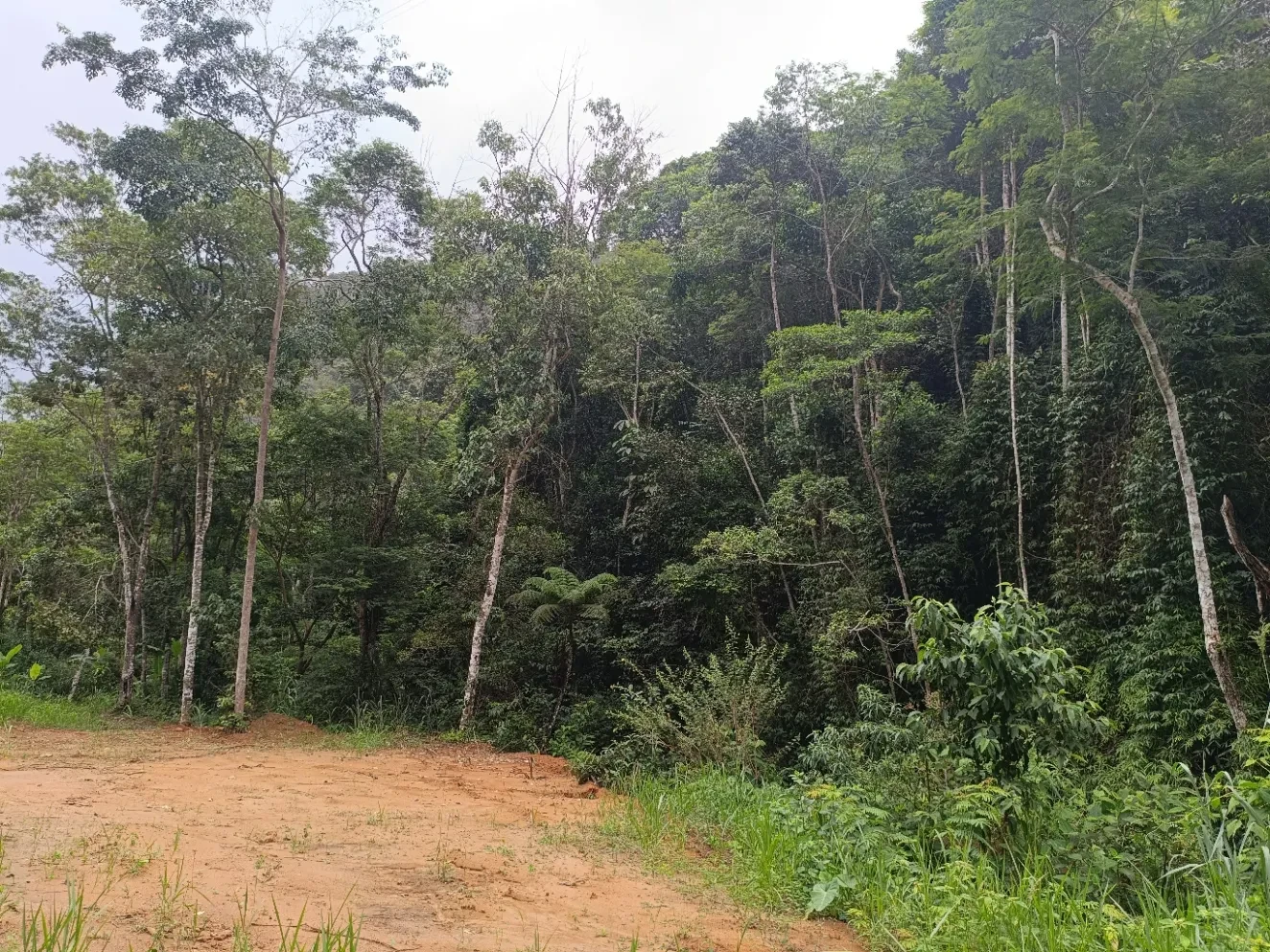 Imagem Chácara à Venda, 20000 metros em Santa Leopoldina - Santa Leopoldina