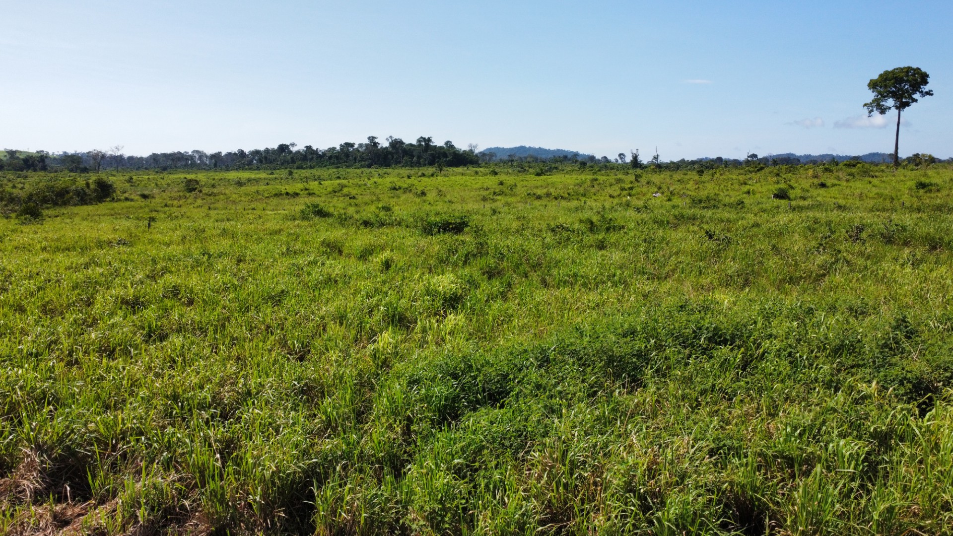 Foto do imóvel: Fazenda à Venda, 900 Alq MGem Centro  - São Félix do Xingu