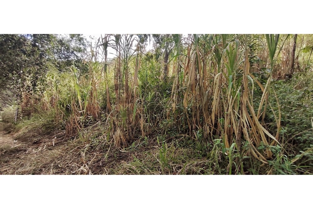 Imagem Terreno à Venda, 3.820 m² em Araras - Petrópolis