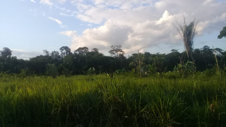 Imagem Terreno à Venda,  em Zona Rural - Humaitá