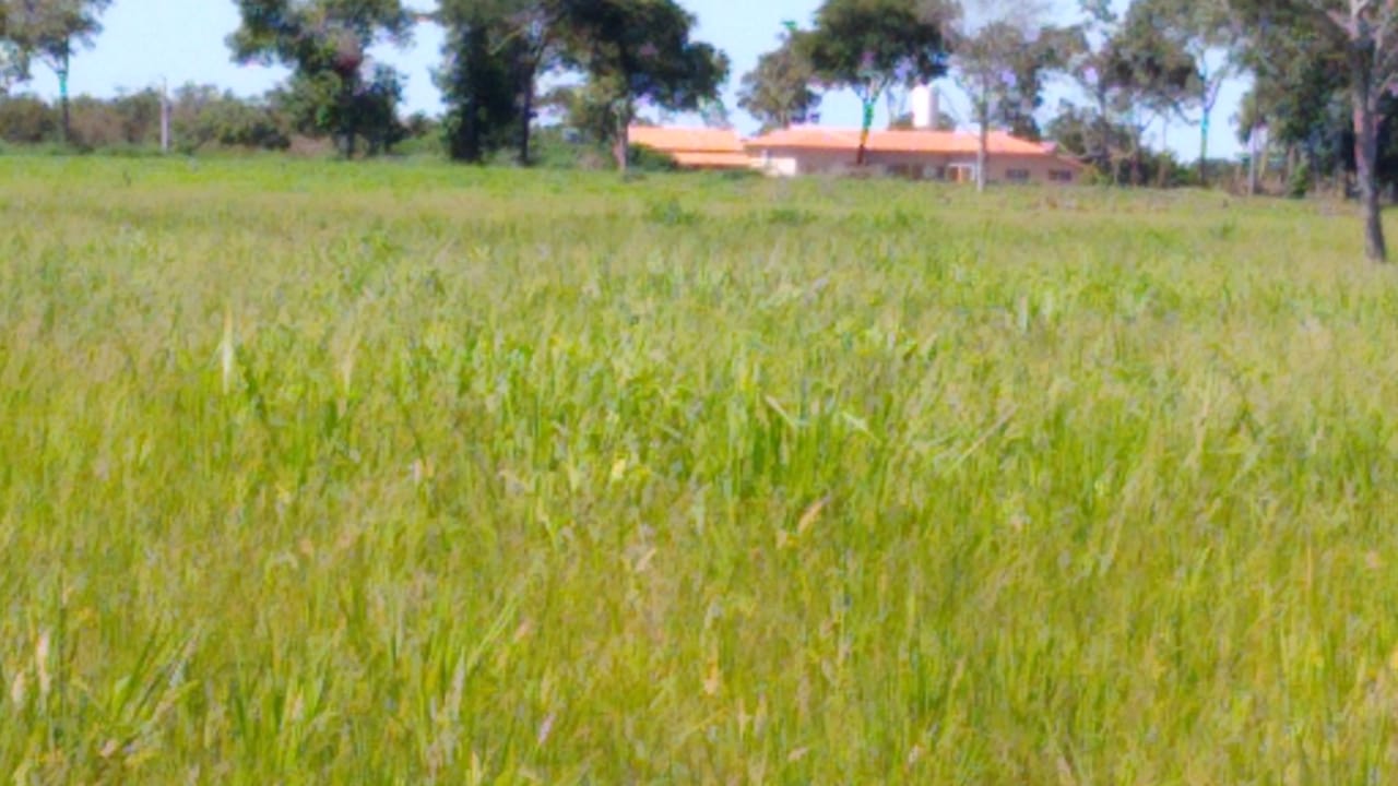 Imagem Fazenda à Venda, 543 Alq GOem Zona Rural - Cocalinho