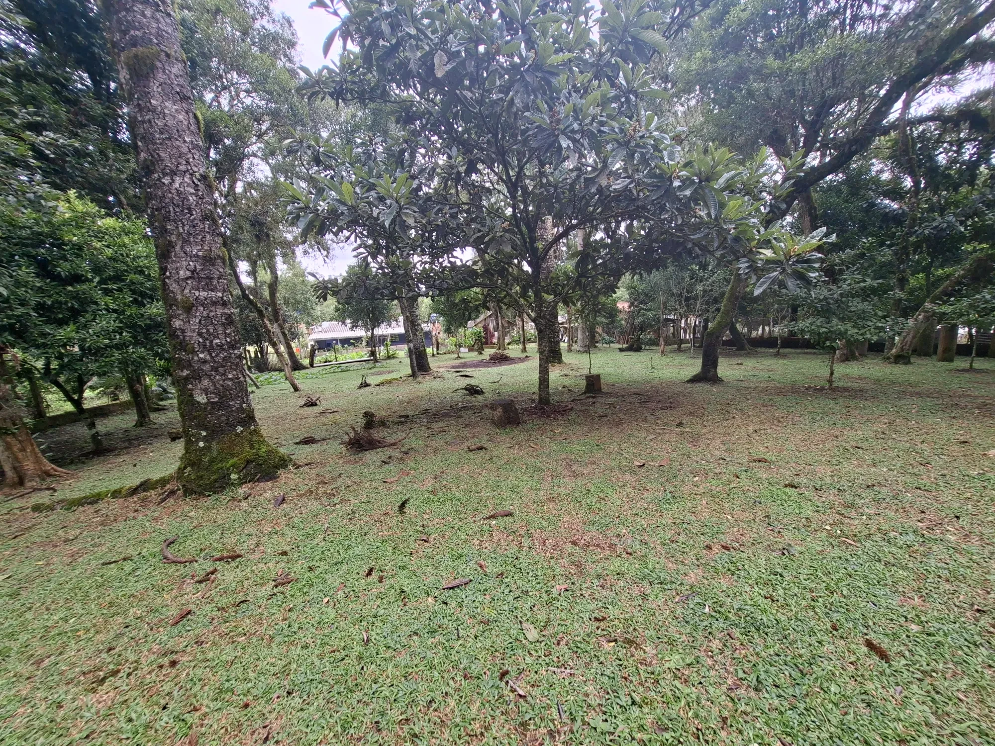 Imagem Chácara com 2 Quartos à Venda, 80 m² em Campo Alto - Tijucas do Sul