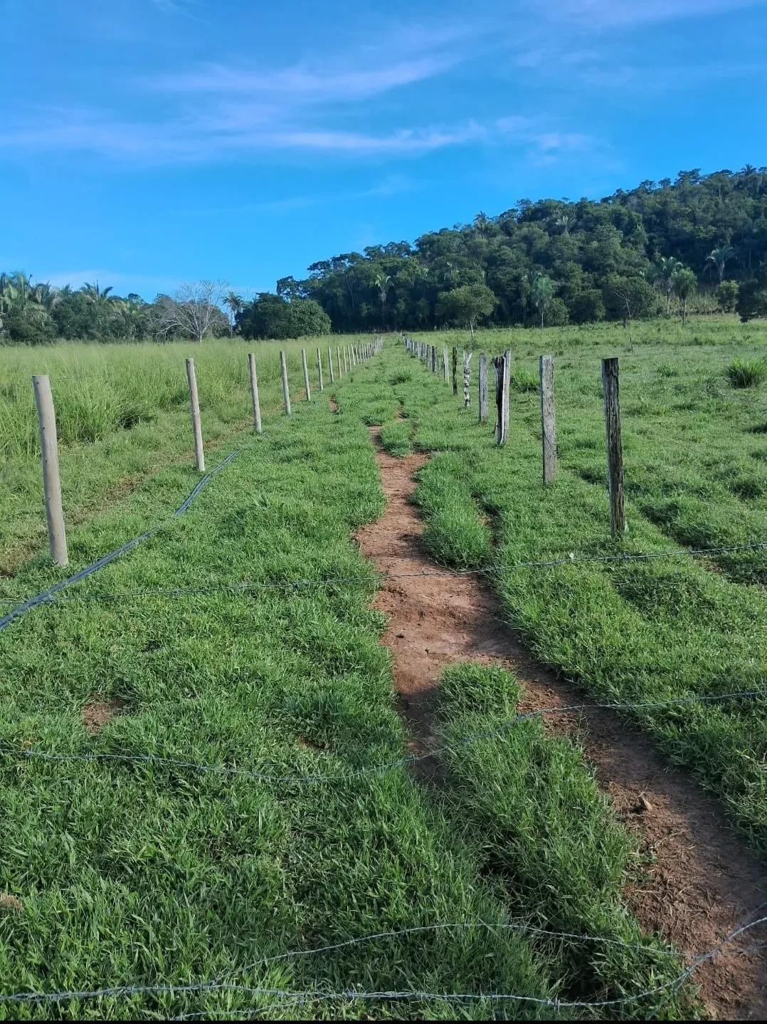 Imagem Chácara à Venda, 25000 m² em Poção - Cuiabá