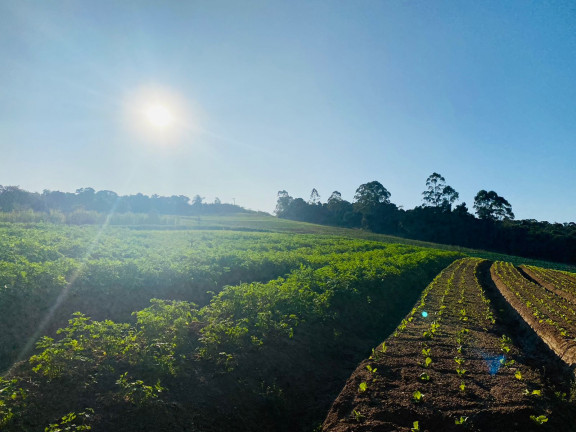 Imagem Chácara à Venda, 1.000 m² em Votora Curral Paruru - Ibiúna