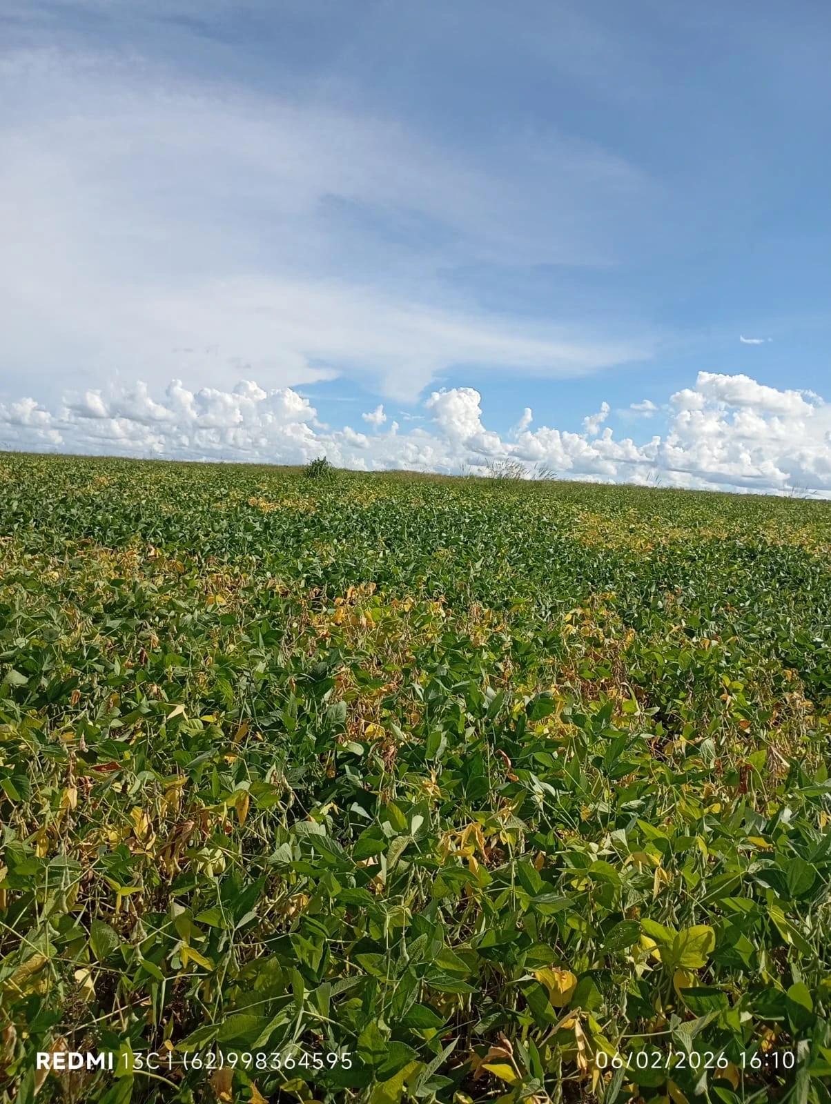 Imagem Fazenda à Venda, 6 Alq. GO em Acreúna - Acreúna