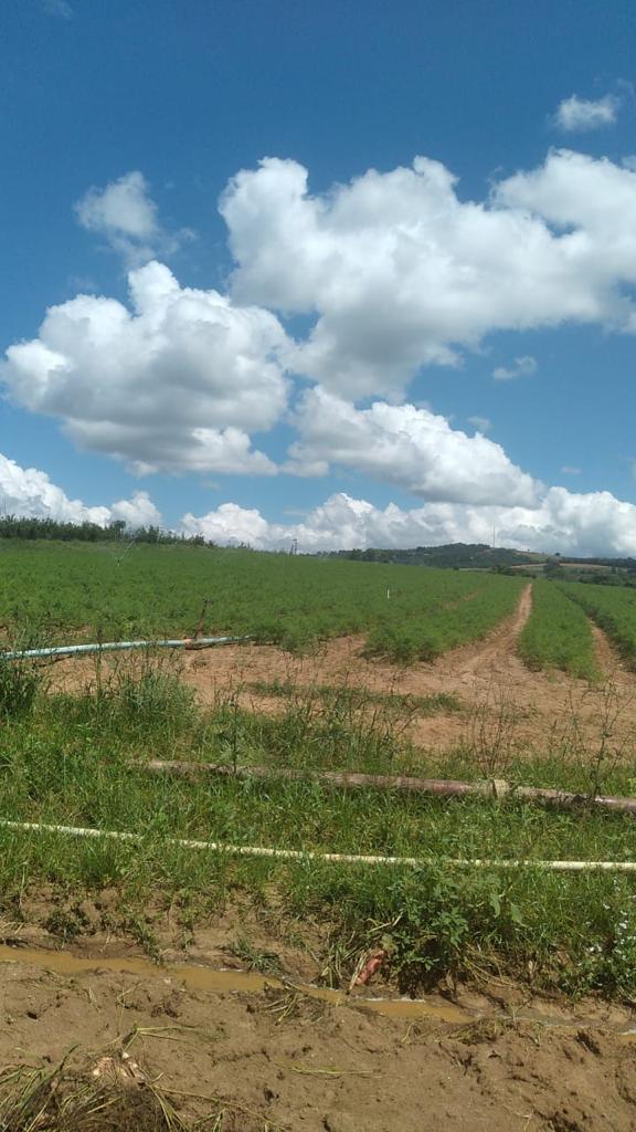 Foto do imóvel: Fazenda à Venda, 6 Alq. SP em Valadão - Piedade