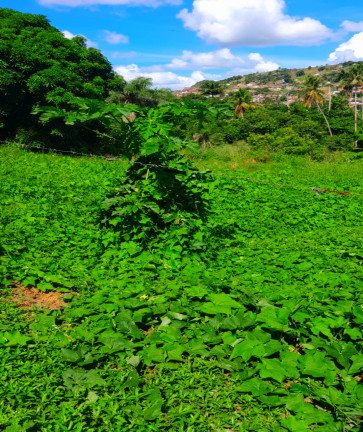 Foto do imóvel: Terreno à Venda, 690 m² em Matriz - Vitória de Santo Antão