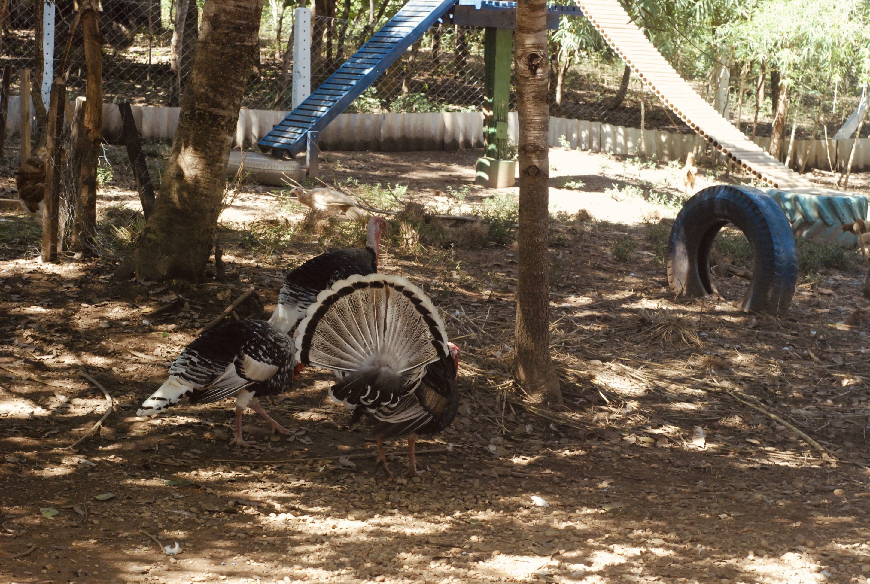 Foto do imóvel: Chácara com 7 Quartos à Venda, 5.000 m² em Setor Central - Mairipotaba