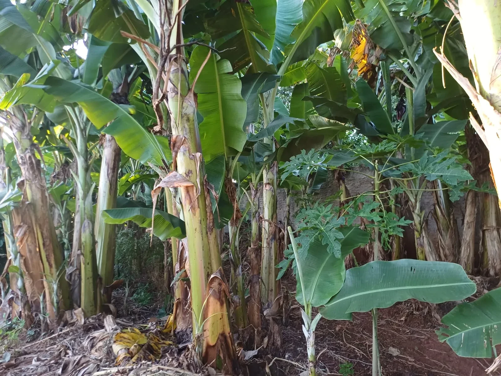 Imagem Chácara com 6 Quartos à Venda, 400 m² em Pitangueiras - Pitangueiras
