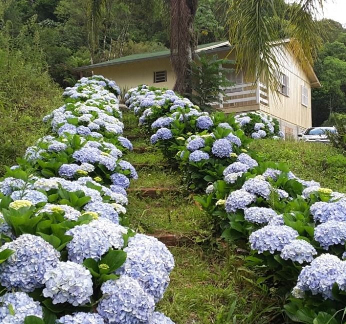 Chácara com 2 Quartos à Venda, 117 m² em Águas Mornas - Águas Mornas