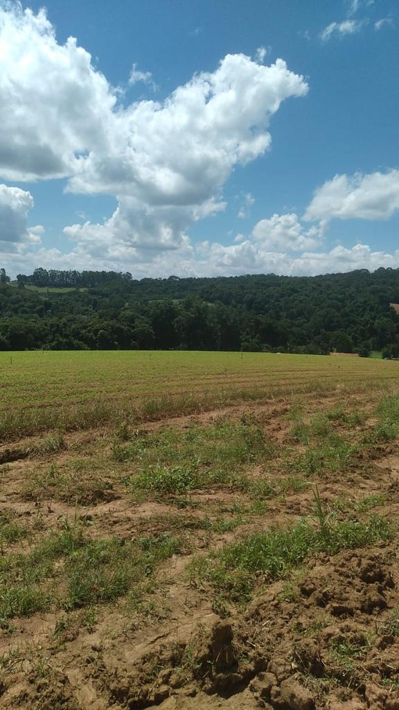 Foto do imóvel: Fazenda à Venda, 6 Alq. SP em Valadão - Piedade