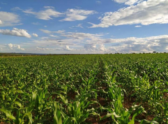 Imagem Chácara com 7 Quartos à Venda, 58.000 m² em Olhos  D'água  - Alexânia  - GO - Alexânia