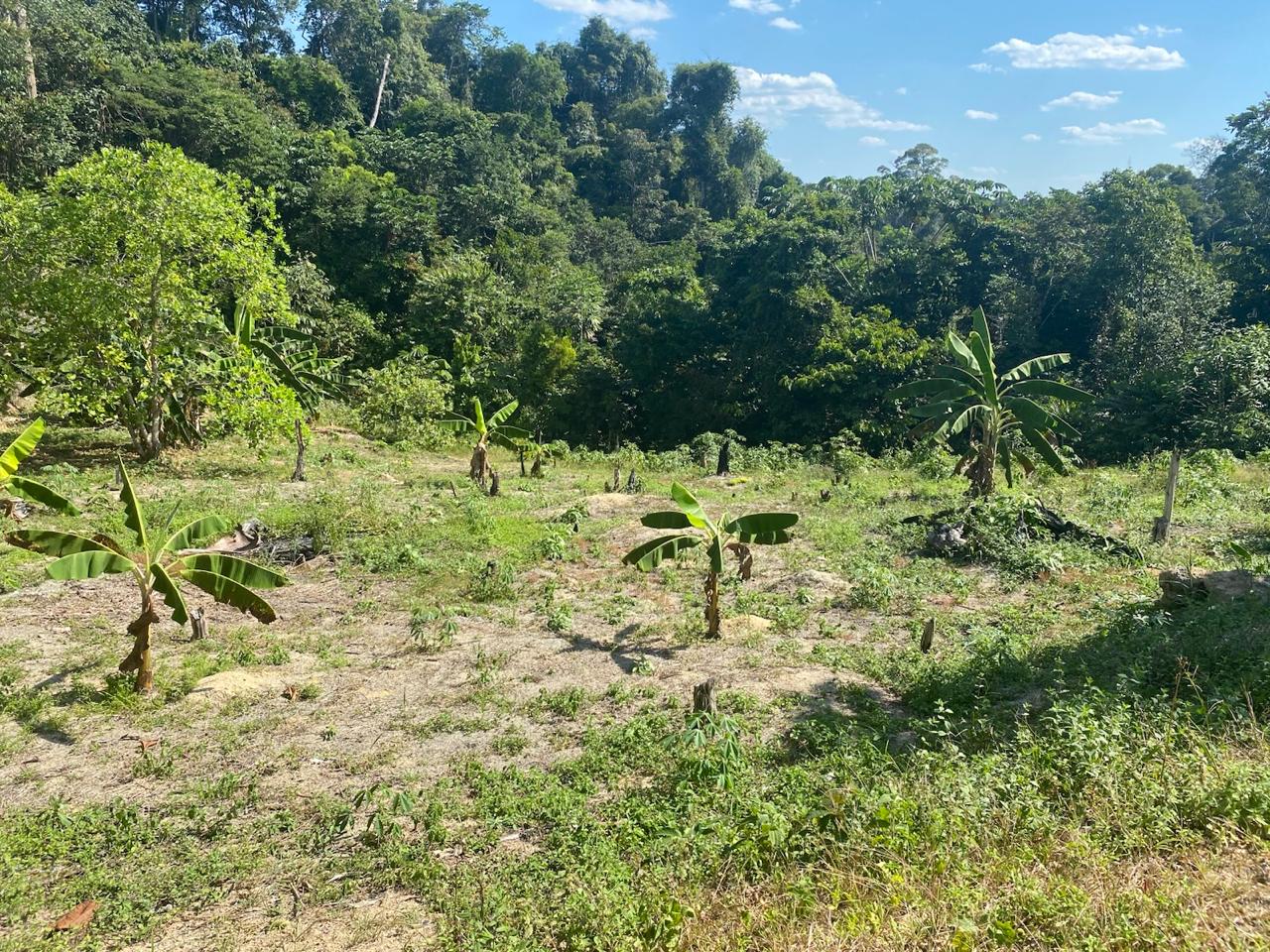 Foto do imóvel: Chácara com 3 Quartos à Venda, 25.000 m² em Presidente Figueiredo - Presidente Figueiredo