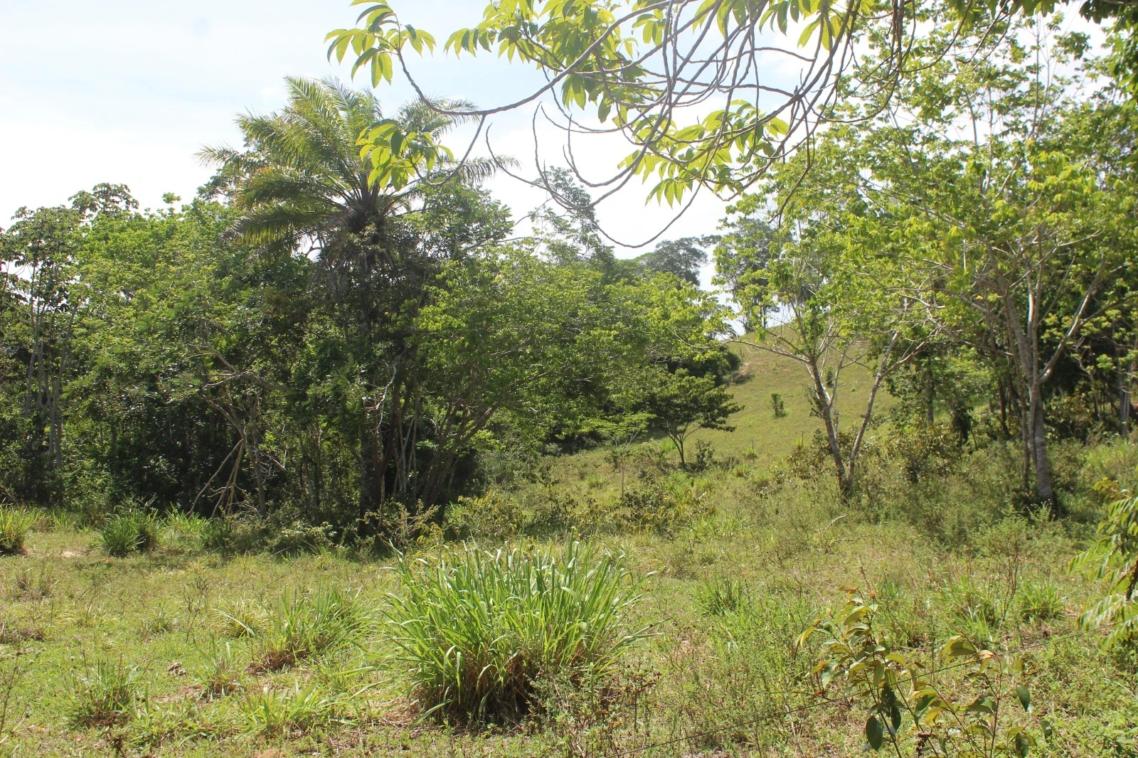 Foto do imóvel: Chácara com 2 Quartos à Venda, 20100 m² em Mata de São João - Mata de São João