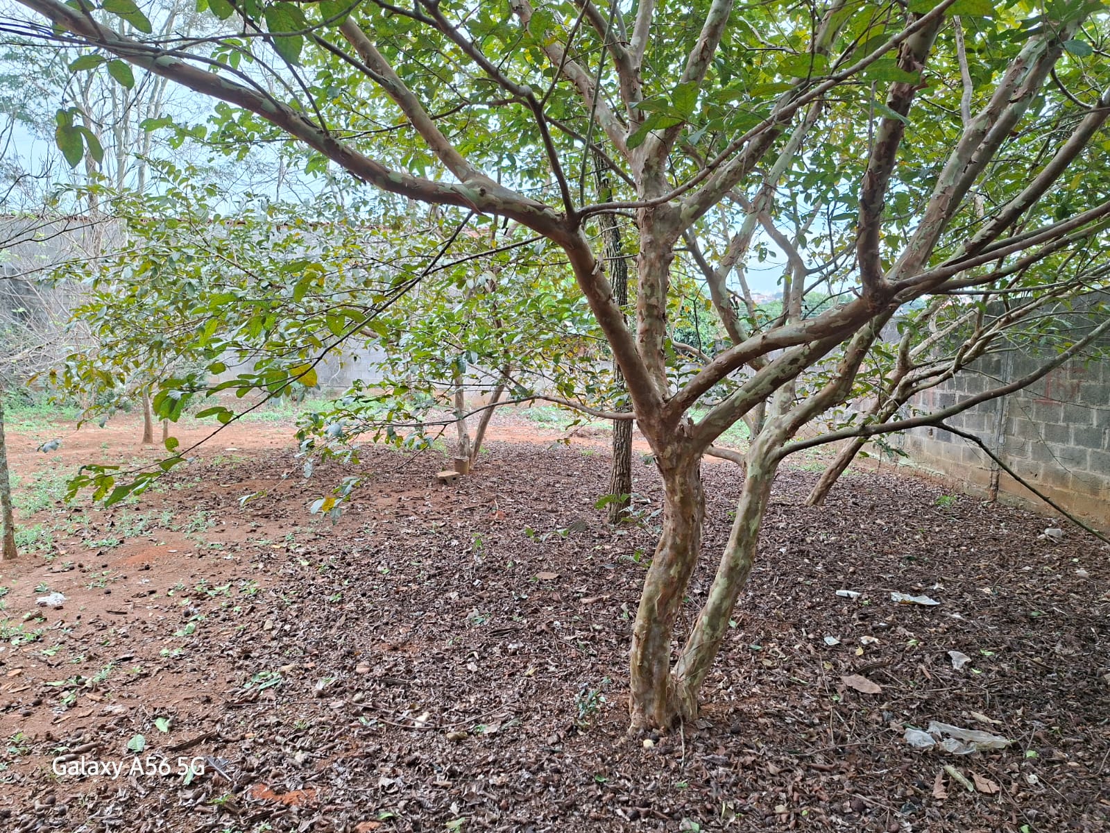 Imagem Terreno à Venda, 500 m² em Granjas Panorama - Taubaté