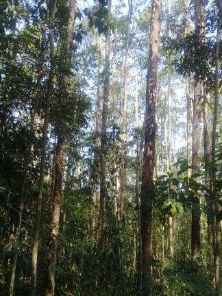 Imagem Terreno à Venda, 123.000 m² em Zona Rural - Santa Bárbara do Tugúrio