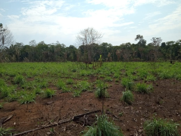 Imagem Terreno à Venda, 2.000 m² em Zona Rural - Humaitá
