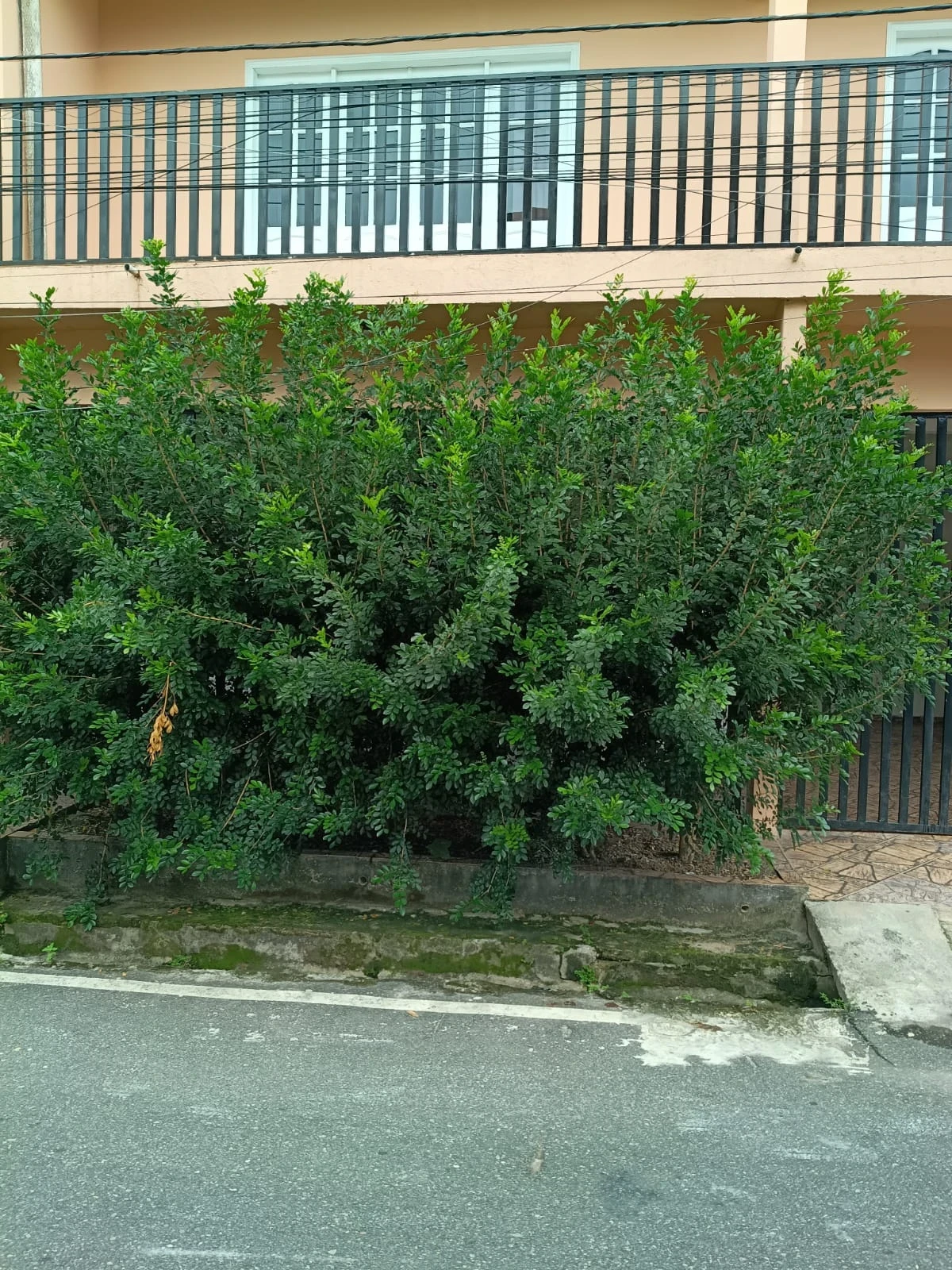 Imagem Casa com 5 Quartos para Alugar, 240 metros em Marambaia - Belém