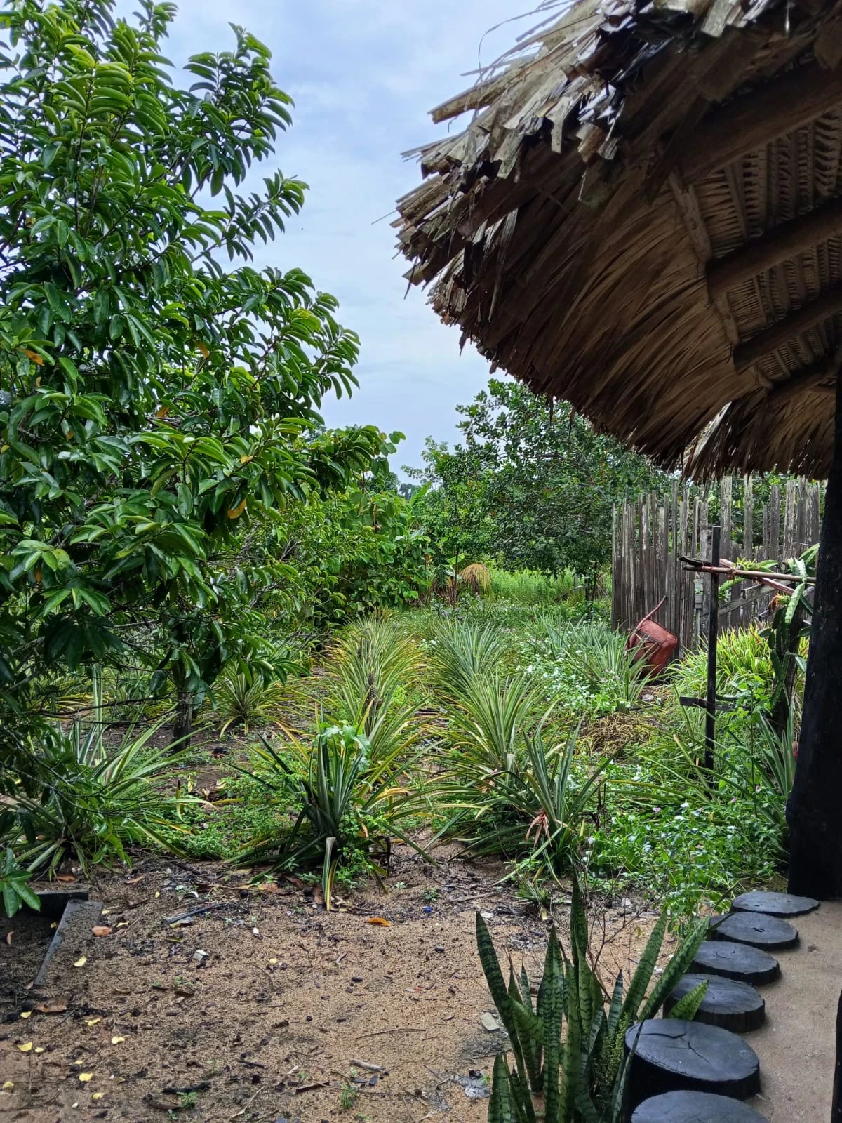Imagem Fazenda à Venda, 132 m² em Candeias do Jamari - Candeias do Jamari