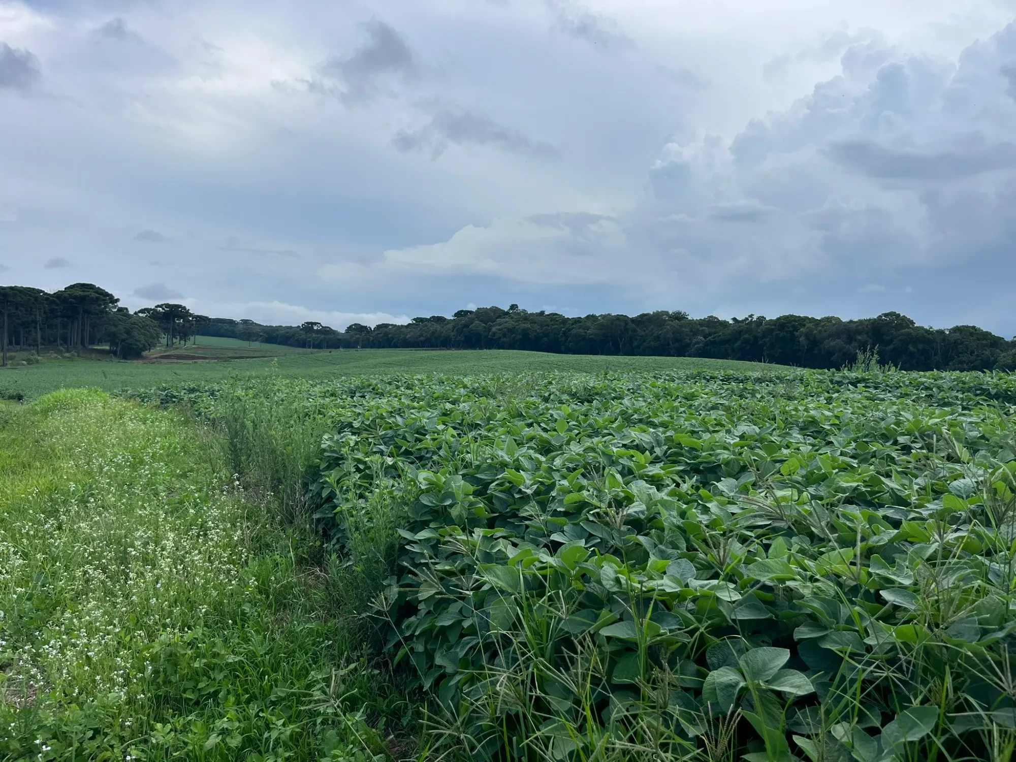 Foto do imóvel: Chácara à Venda, 20000 m² em São Marcos - São José dos Pinhais