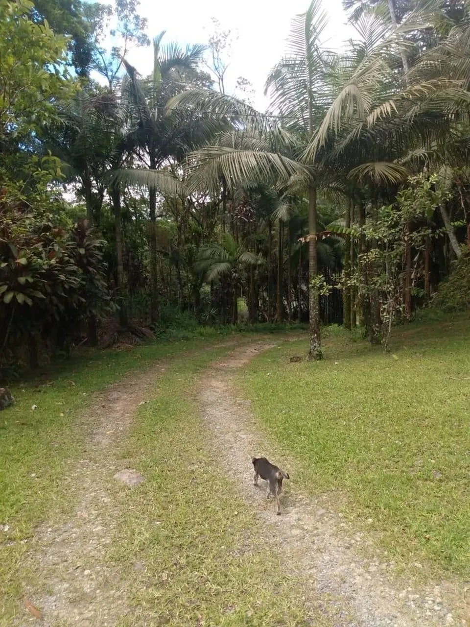 Imagem Terreno à Venda, 302000 m² em Juquiá - Juquiá