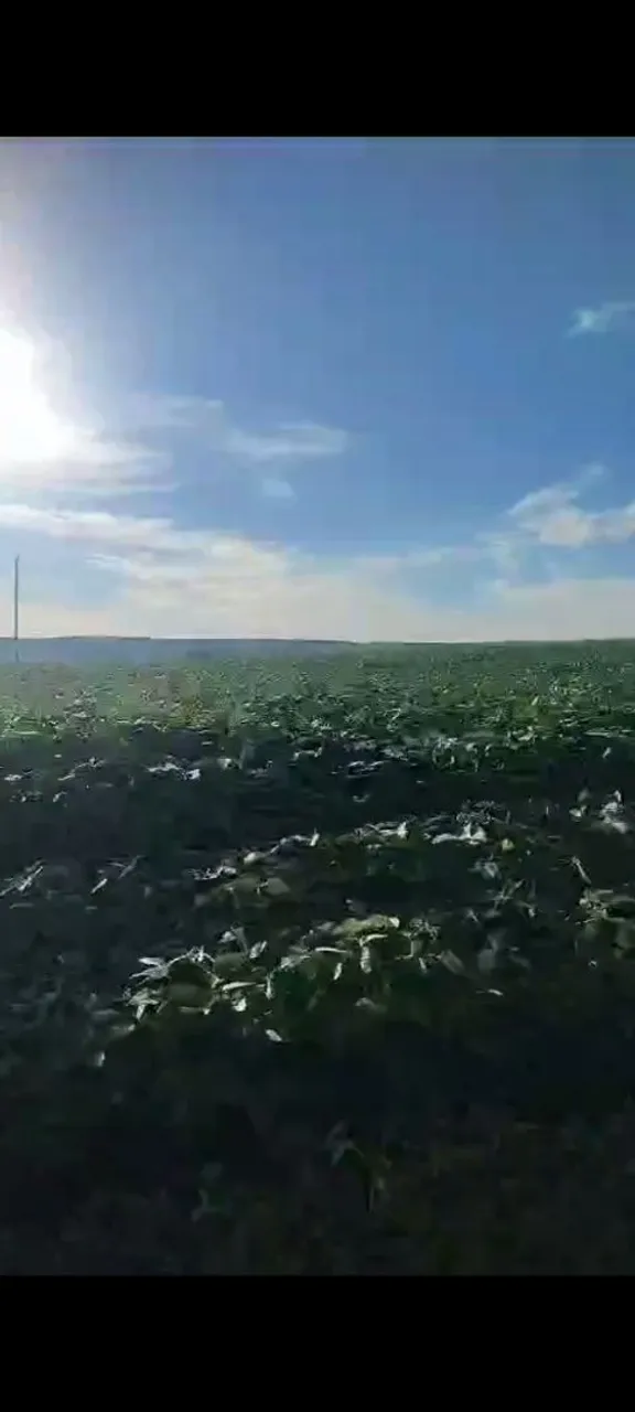 Fazenda à Venda, em Samambaia Sul (Samambaia) - Brasília