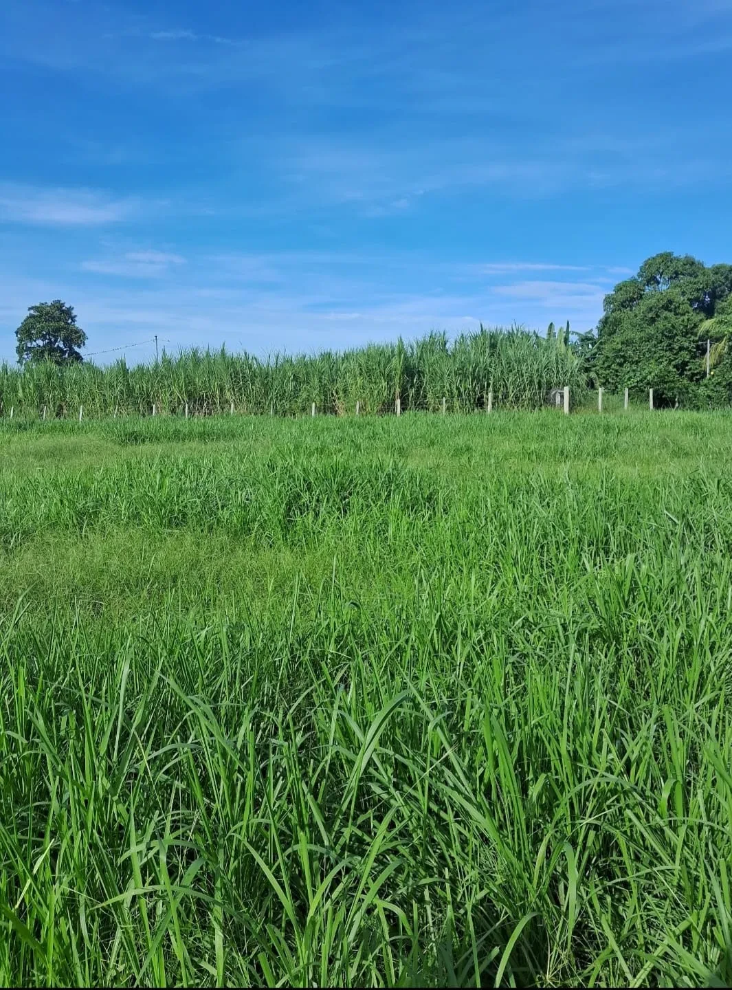 Imagem Chácara à Venda, 25000 m² em Poção - Cuiabá