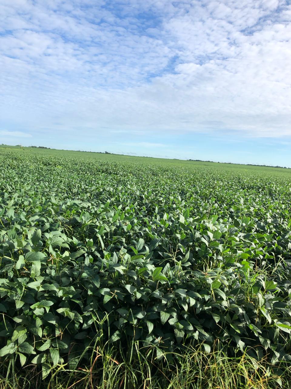 Imagem Fazenda à Venda, 309 m²em Zona Rural - Mundo Novo