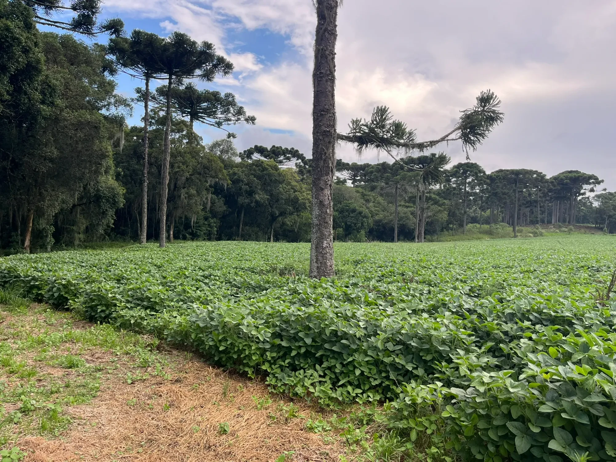 Foto do imóvel: Chácara à Venda, 20000 m² em São Marcos - São José dos Pinhais