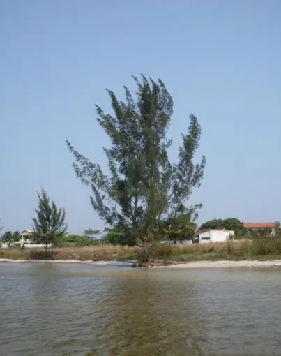 Imagem Terreno à Venda, 8510 metros em Balneário (Praia Seca) - Araruama