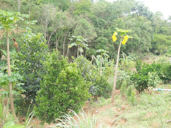 Imagem Chácara com 3 Quartos à Venda, 3 m² em Jardim Zaira - Mauá