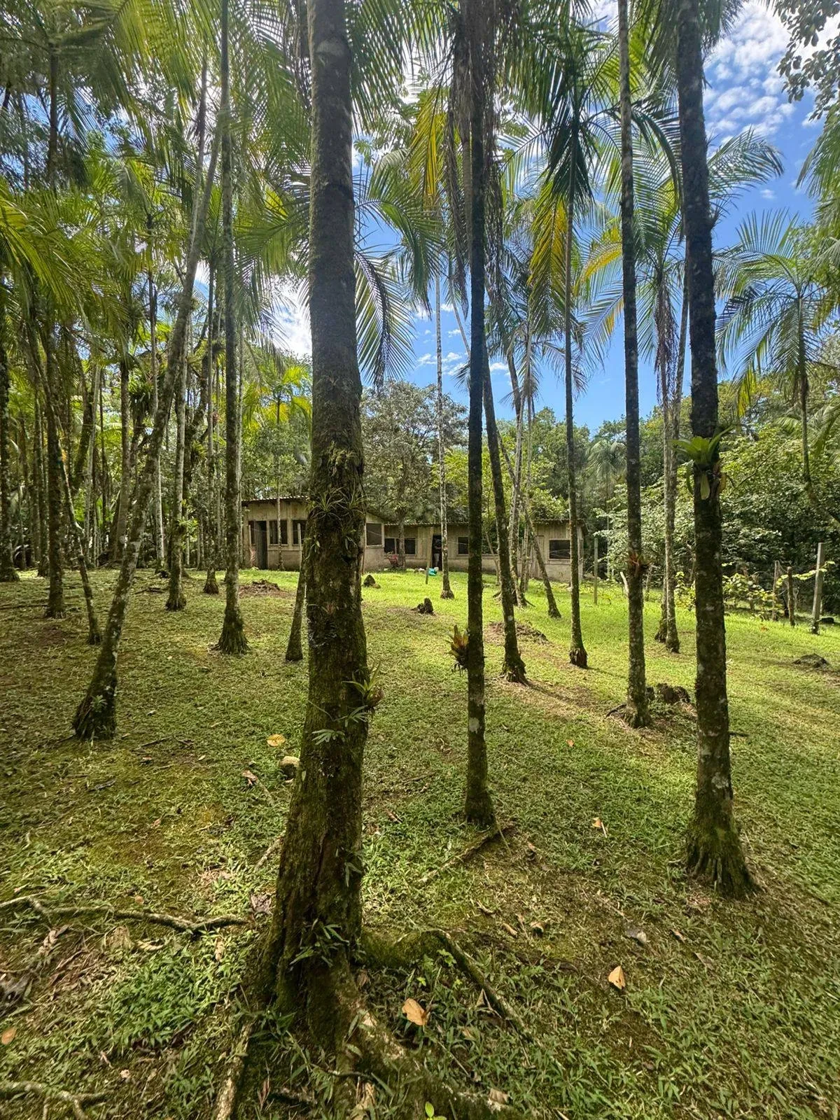 Imagem Chácara com 5 Quartos à Venda, 80000 m² em Morretes - Morretes